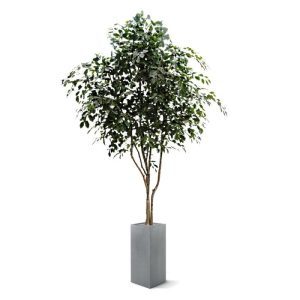 Altijd al een schitterende en sfeervolle kunst Ficus van de soort exotica in uw huis