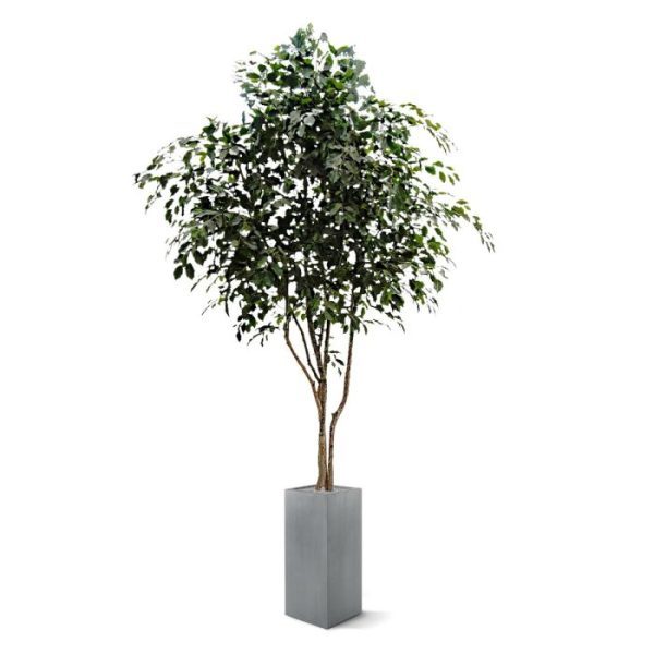 Ficus Exotica kunstboom 330 cm Altijd al een schitterende en sfeervolle kunst Ficus van de soort exotica in uw huis