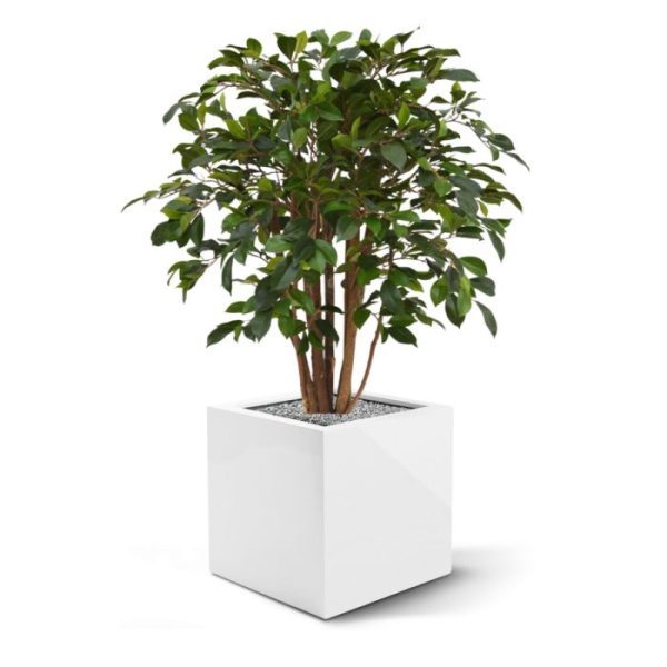 met een volle uitstraling als resultaat.  Een bijzonder decoratieve kunstplant die zich zowel in slanke hoge als ronde lage potten laat plaatsen.  De hoogte van deze kunstficus is 80 cm. De breedte bedraagt ongeveer 60 cm. Standaard wordt de kunstboom geleverd in een plastic pot.