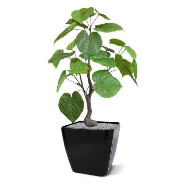 afgewerkt met een natuurlijk ogende en vaste grondlaag. Laat u inspireren door onderstaande sierpotten en bestel de leukste direct tegen meerprijs mee!