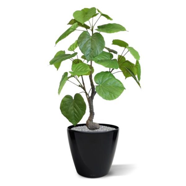 Wat een aantrekkelijke blikvanger is deze kunst Ficus Umbellata. Het leuke aan deze kunstplant is dat deze aan een Bonsai stammetje groeit van waaruit ze speels haar frisgroene bladeren laat zien. Intrigerend en bijzonder…. u blijft ernaar kijken! Deze prachtige Ficus Umbellata kunstplant heeft een grillige Bonsai stam met stevige