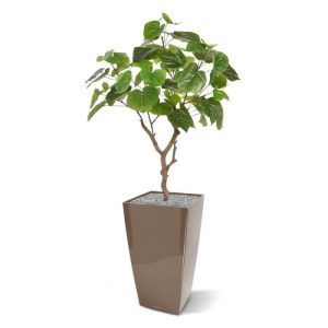 Laat u betoveren door de eigenwijze Ficus Umbellata die zich in ieder interieur thuisvoelt. Kijk dat karakteristieke Bonsai stammetje met haar speels uiteenvallende hartvormige bladeren. Lekker frisgroen en stevig