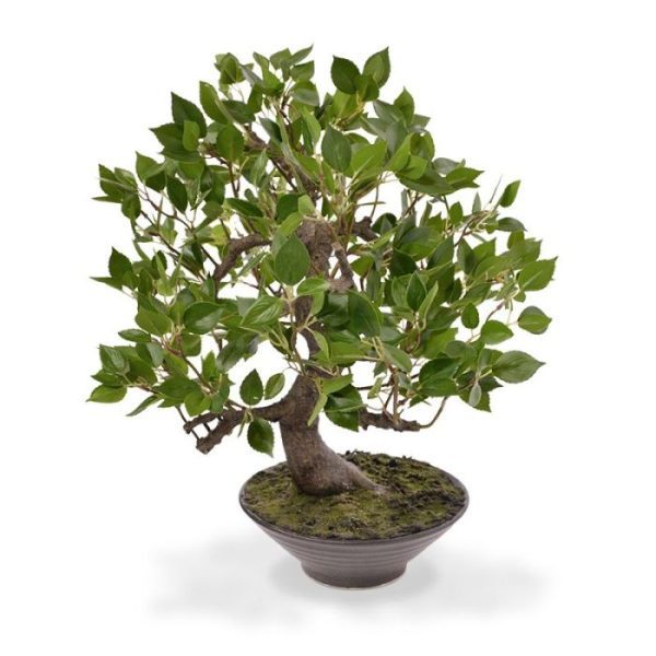 dan is de Ficus Wiandi zeer geschikt. Snoeien