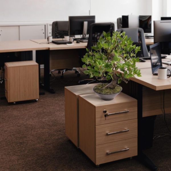 af en toe afstoffen is al voldoende. De Ficus Wiandi heeft een hoogte van ongeveer 45 cm