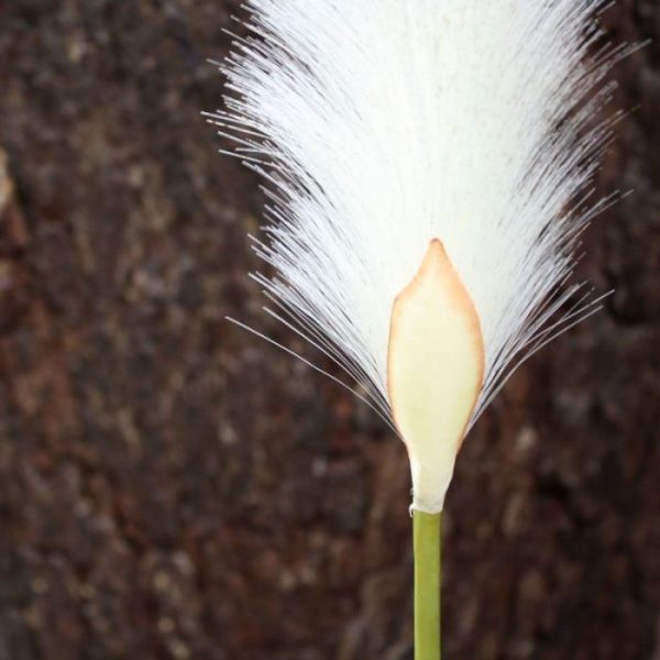 Foxtail Kunstgras 80 cm creme 6