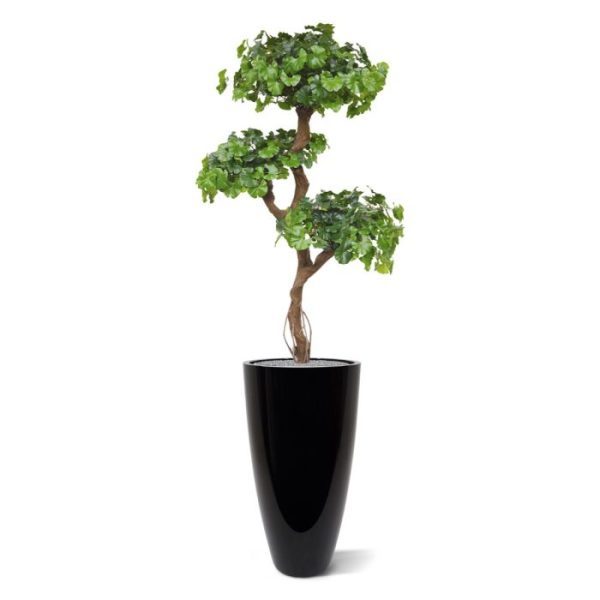 Ginkgo Bonsai kunstboom 150 cm Met deze exclusieve Ginkgo Bonsai kunstboom 150 cm haalt u een wel heel bijzondere groene decoratie in huis. Zowel de waaiervormige Ginkgo blaadjes als de aansprekende vorm met 3 verschillende etages en de natuurgetrouw nagemaakte houtstructuur van de stam zorgen ervoor dat deze Ginkgo kunstboom er bijzonder luxe uit ziet. De hoogte van de Ginkgo kunstboom is ongeveer 150 cm