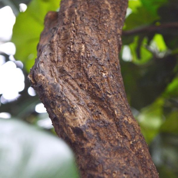 Ginkgo-Bonsai-kunstboom-150-cm-8 Ginkgo Bonsai kunstboom 150 cm 8