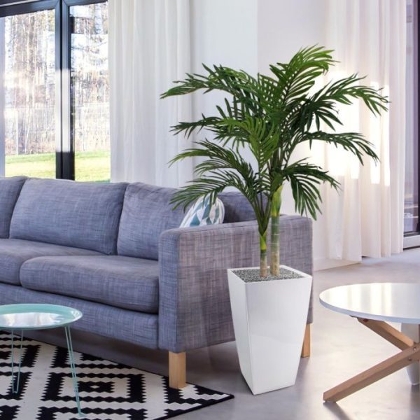 Golden-Cane-Areca-Palm-120-cm-9 Golden Cane Areca Palm 120 cm 9