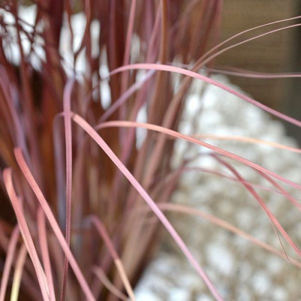 en plant ze met een onderlinge afstand van ongeveer 8 cm. Het Grasboeket is rood/bruin van kleur en heeft een totale lengte van ongeveer 70 cm