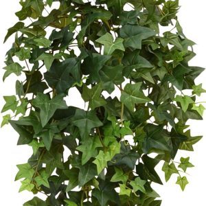 Deze schitterende groene Hedera kunst hangplant ziet er bijzonder natuurgetrouw uit en is van de hoogste kwaliteit kunstplanten. Door zijn diversiteit aan bladeren in verschillende afmetingen en in een mix van groentinten ziet de Kunsthedera er wel heel natuurlijk uit en is hij bijzonder decoratief aan een balustrade of muur. De lengte van de natuurgetrouw nagemaakte Hedera plant is ongeveer 100 cm