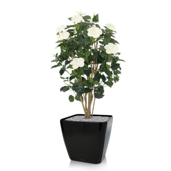 Bloeiende kunstbomen heeft een diameter van ongeveer 50 cm en heeft meerdere bloemen. Standaard wordt de plant in een plastic binnenpot geleverd.