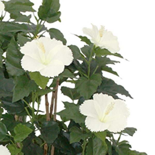 Hibiscus-Deluxe-100-cm-creme-4 Hibiscus Deluxe 100 cm creme 4