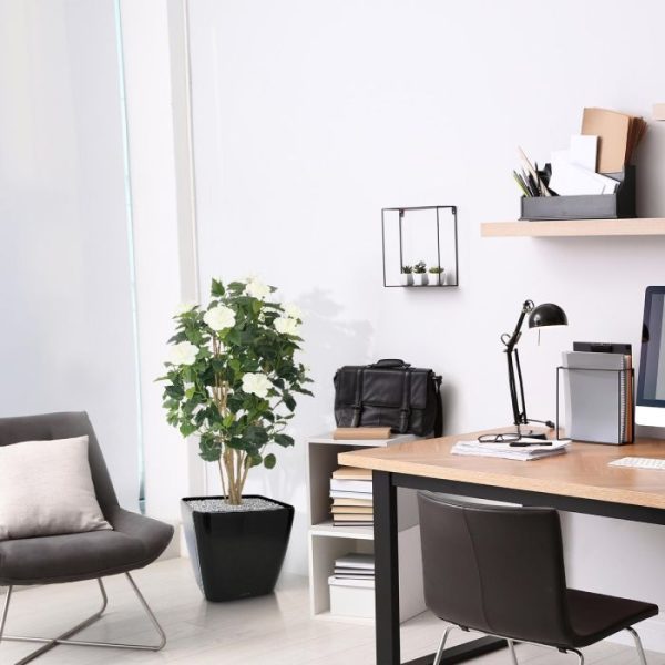 Hibiscus-Deluxe-100-cm-creme-6 Hibiscus Deluxe 100 cm creme 6