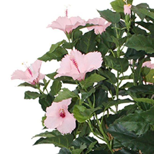 Hibiscus-Deluxe-100-cm-roze-3 Hibiscus Deluxe 100 cm roze 3