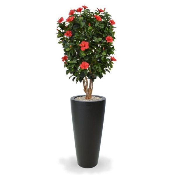 De bloeiende trend: de Hibiscus Deluxe XL 170 cm. Deze bloeiende kunstboom doet het goed in een entree of op kantoor om kleur te geven aan uw interieur. Veel aandacht gaat uit naar de samengestelde stammen van echt hout waarop deze kunst Hibiscus is gebouwd. Door de grote variatie aan groene bladeren en gekleurde bloemen ziet deze bloeiende kunstboom er bijzonder natuurlijk uit. De volle kunst Hibiscus is ongeveer 170 cm hoog