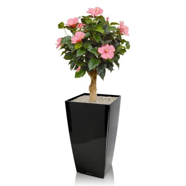 Bloeiende kunstplanten van kleine knoppen tot volgroeide open Hibiscus bloemen. De kunststof bladeren van de Hibiscus zien er zeer natuurgetrouw uit en doordat de boom meerdere knoppen en bloemen heeft