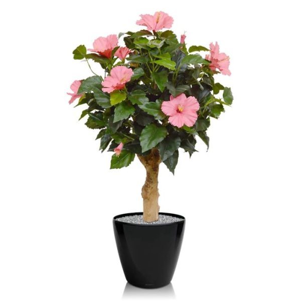 Hibiscus kunstplant 65 cm op voet cerise Deze fleurige Hibiscus kunstplant 65 cm op voet cerise behoort met zijn levensechte uiterlijk zeker tot de top onder de bloeiende planten. De Hibiscus is gemaakt op een echte houten stam en heeft daardoor een zeer natuurlijke vorm