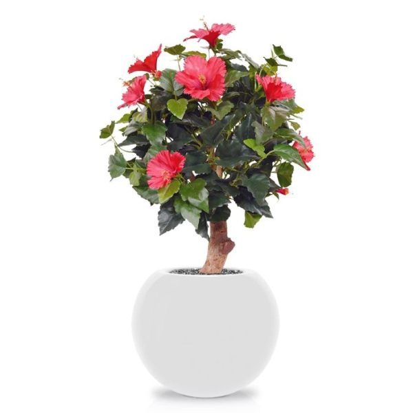 Kunstplanten denk mar aan de bekende Chinese Roos als hibiscussoort. Deze natuurgetrouwe Hibiscus is gemaakt op een echte houten stam en heeft daardoor een zeer natuurlijke vorm