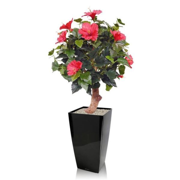 Bloeiende kunstplanten zoals hij in menig tuin is terug te vinden. De zijden Hibiscus heeft een hoogte van ongeveer 60 cm en een diameter van circa 45 cm. De bladeren van de Hibiscus zien er zeer natuurgetrouw uit en doordat de boom meerdere knoppen en bloemen heeft