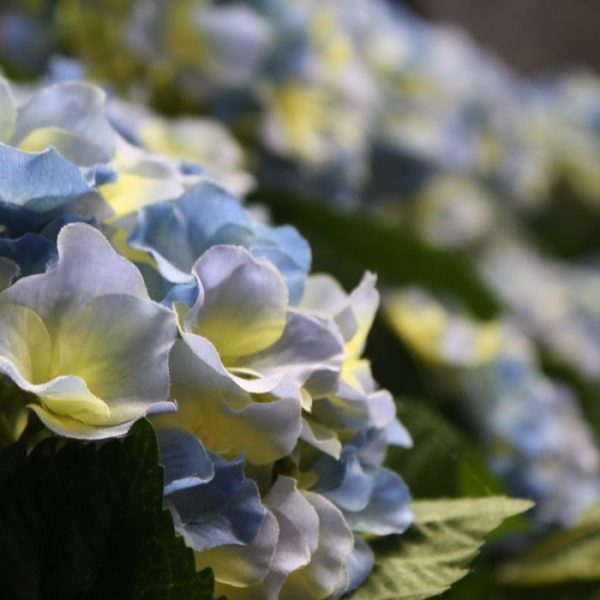 Hortensia-Deluxe-kunstplant-45-cm-blauw-3 blauw en crème.  De afgebeelde sierpot - Vera 16 pearl white - is tegen meerprijs leverbaar.