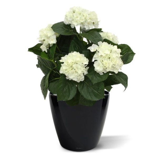 Kunstplanten zijden Hortensia bloemen. Met zijn vele grote en kleine bladeren in verschillende tinten is deze kunstplant een lust voor het oog. De kunsthortensia wordt in een standaard plastic binnenpot (ø12cm) geleverd zodat de ze makkelijk in een sierpot gezet kan worden. De totale hoogte van de Hortensia is ongeveer 45 cm
