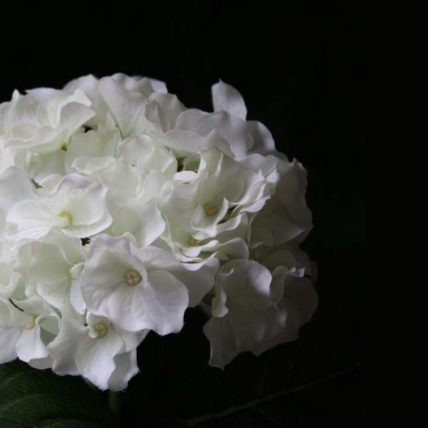 Hortensia-Deluxe-kunstplant-45-cm-creme-3 blauw en crème.