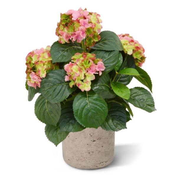 Kunstplanten zijden Hortensia bloemen. Met zijn vele grote en kleine bladeren in verschillende tinten is deze kunstplant een lust voor het oog. De kunsthortensia wordt in een standaard plastic binnenpot (ø12cm) geleverd zodat de ze makkelijk in een sierpot gezet kan worden. De totale hoogte van de Hortensia is ongeveer 45 cm