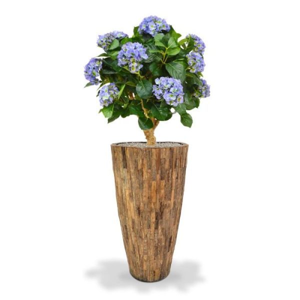 de breedte is 55 cm en leverbaar in de kleuren blauw en crème.   De kunsthortensia wordt in een standaard plastic binnenpot (ø17cm) geleverd zodat de ze makkelijk in een sierpot gezet kan worden. Zowel op een hoge als een lage pot komt deze Hortensia uitstekend tot zijn recht.