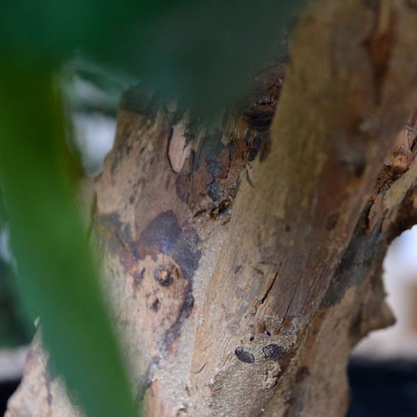 Hortensia Deluxe kunstplant op stam 90 cm creme 3