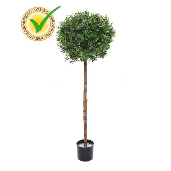 donkergroene en langwerpige bladeren die om de echte houten stam dansen. En dankzij zijn Uv-bestendigheid is deze kunstplant Ilex uitstekend geschikt voor buiten. Deze Ilex bol kunstboom op stam is 135 cm en 55 cm breed en wordt geleverd in een plastic binnenpot van 15 cm en een vast verlijmde opvulling. Hiermee kunt u de kunstboom Ilex eenvoudig in een sierpot plaatsen. Omdat de UV-protector enkel in de grondstof van de kunststof delen is verwerkt