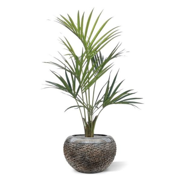 Kunstbomen waardoor de plant er nog natuurlijker uitziet! De Kentia palm is tevens leverbaar in de maten 190 cm en 160 cm. De plant wordt geleverd in een plastic pot.