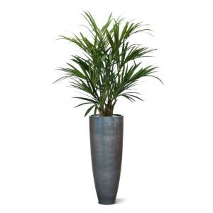De Kentia Kunstpalm is wellicht de meest bekende palm en dat is natuurlijk niet voor niets. Met deze vernieuwde kunstpalm haalt u de tropen in huis!  De extra volle kunstpalm XL is een nieuw model uit de Kentia serie. De hoogte van de Palm is ruim 140 cm