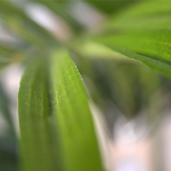 Kentia kunstpalm XL Deluxe 140 cm 4