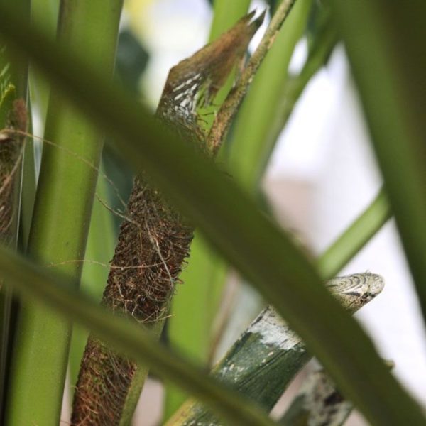 Kentia kunstpalm XL Deluxe 140 cm 6