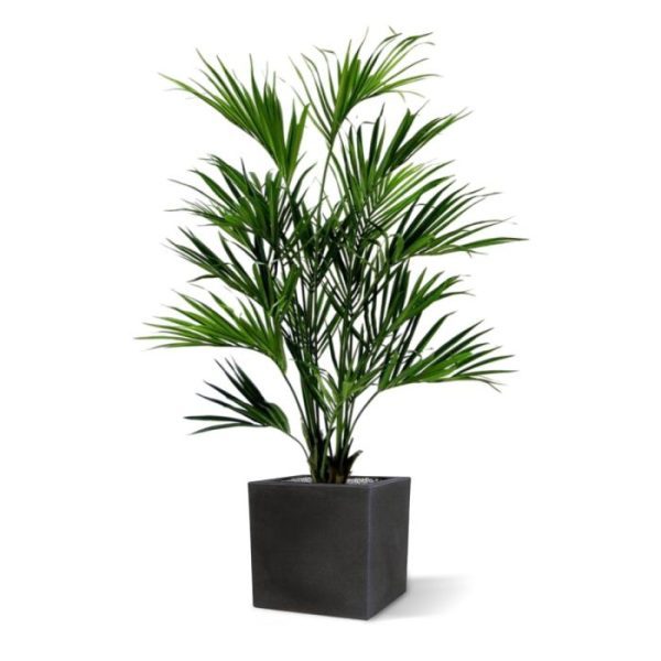 Kunstbomen de diameter bedraagt ±100-110 cm en de plant is opgebouwd uit lange palmtakken met zeer goed nagemaakte puntvormige bladeren. Extra veel aandacht is besteed aan de schitterende stronk aan de onderzijde van de plant