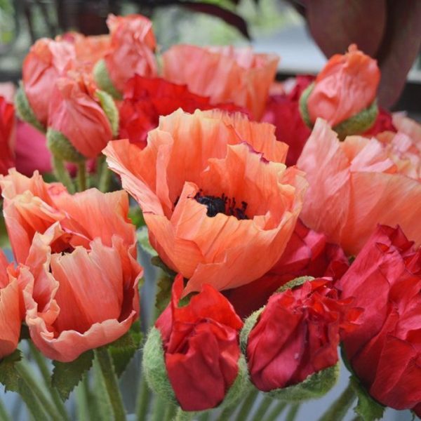 Kunst steelbloemen mag natuurlijk niet ontbreken in een zijden veldboeket! De kunstbloem is opgebouwd uit een steel met daarop een kunstzijden bloem en een zijtak met een knop. De grote bloem meet ongeveer 8 cm breed en is zeer verfijnd nagemaakt. Ook de harige steel is net als de echte! De kunst Klaproos wordt standaard als losse steel geleverd en kan daardoor makkelijk verwerkt worden tot prachtige kunstboeketten. De steel heeft een lengte van ongeveer 70 cm en is verkrijgbaar in het oranje en rood. Vanaf 6 stuks kunt u gebruik maken van de voordeel prijs.