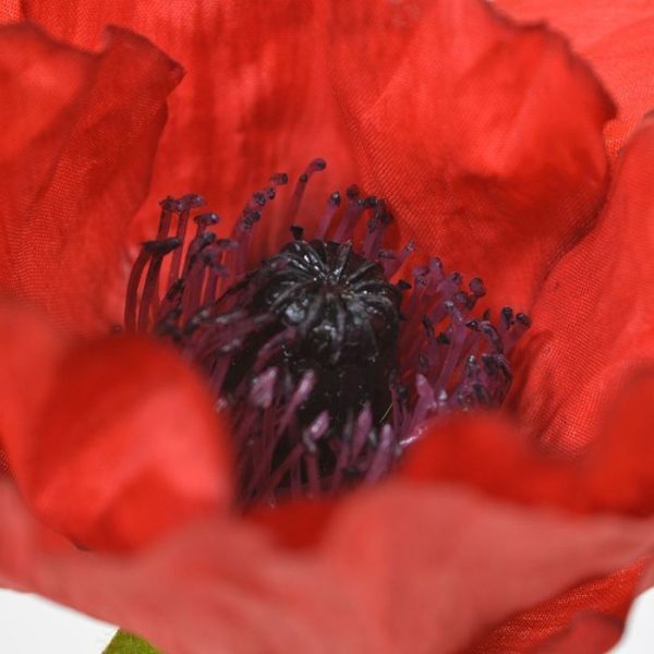 Klaproos-Deluxe-kunstbloem-70-cm-rood-3 Klaproos Deluxe kunstbloem 70 cm rood 3