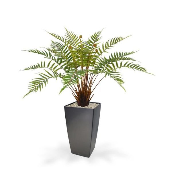 dubbel geveerde bladeren. Hij is gebouwd op meerdere stengels met onderaan een bol welke bedekt is met mos haar. Dit geeft de kunstplant een bijzonder natuurlijke uitstraling. Veel detail is ook aangebracht aan de nog niet uitgekomen bladeren. Deze prachtige nagemaakte Bosvaren is ongeveer 60 cm hoog en heeft een diameter van ongeveer 75 cm. In een lage sierpot komt ze kunstvaren het beste tot zijn recht.