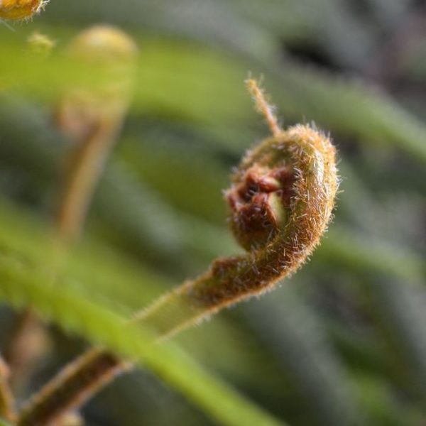 Kunst Bosvaren boeket 75 cm 3