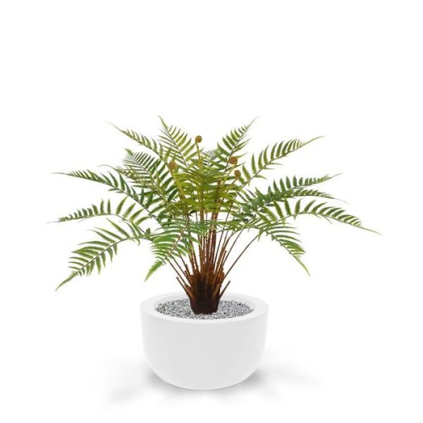 Kenmerkend aan deze kunst bosvaren zijn de lange