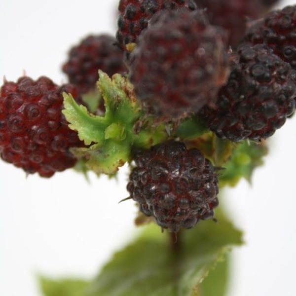 en vinden we niet alleen langs bosranden