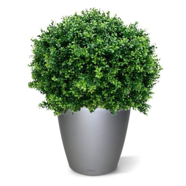 Kunst Buxus Bol Deluxe 80 cm De kunst Buxus Bol Deluxe 80 cm is gemaakt van pvc-plastic