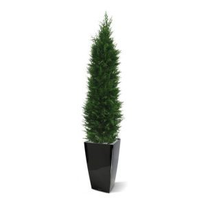 Ook deze Conifeer Deluxe 150 cm is er nu in een UV bestendige variant. Omdat de UV-protector in de grondstof is verwerkt kunnen wij de garantie geven dat deze Cypress gedurende 8 jaar lang niet verkleurt!   Tevens is dit vernieuwde model qua structuur extra dicht waardoor de kunstboom er heel natuurlijk uit ziet.  De luxe kunststof Conifeer heeft een totale hoogte van circa 150 cm en een diameter onder aan de stam van ± 35 - 40 cm. De kunst Conifeer wordt geleverd in een plastic binnenpot.