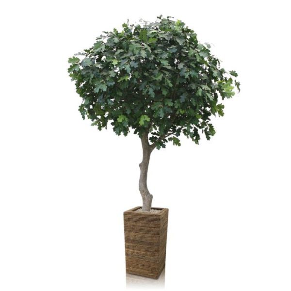 Grote kunstbomen welke nog verder verhoogd kan worden door de boom in een hogere plantenbak te presenteren. De diameter van de kroon is zo'n 170 cm.  Standaard wordt deze Eikenboom in een betonnen voet geleverd. Vanwege zijn grote afmetingen worden de takken van deze boom los verstuurd. Het opbouwen van de boom is echter zeer eenvoudig