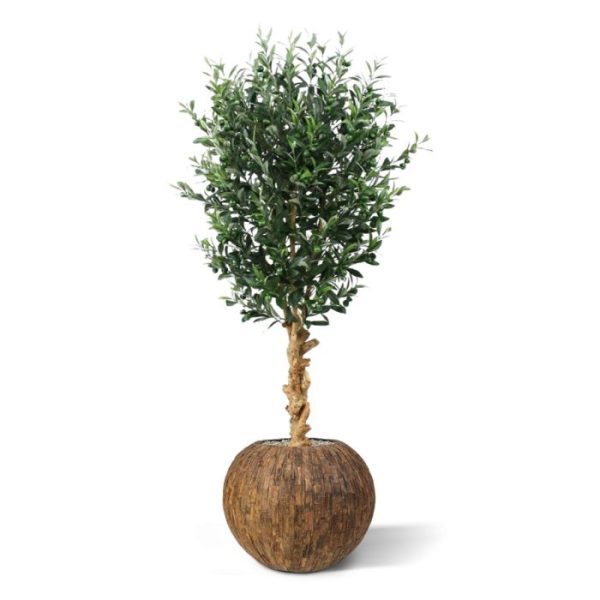haalt u in een handomdraai de mediterraanse sfeer in huis! Zowel de blaadjes als de olijven zijn bijna niet van echt te onderscheiden en de boom is opgebouwd op een bijzondere robuuste houten stam