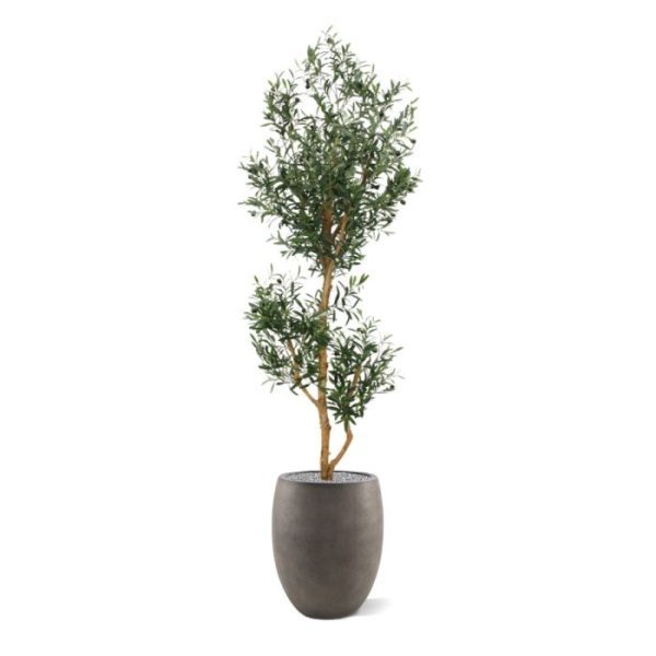 Kunst Olijfboom Promo 180 cm Met deze Olijfboom haalt u de mediteraanse sfeer in een handomdraai in huis. Zowel de blaadjes als de olijven zijn niet van echt te onderscheiden en de boom is opgebouwd op echte houten stammen. De hoogte van de boom is 180 cm. Standaard wordt deze boom in een plastic pot geleverd. De Olijfboom Promo is tevens leverbaar in de maten 120 cm