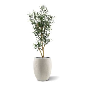 Met deze Olijfboom haalt u de mediteraanse sfeer in een handomdraai in huis.   Zowel de blaadjes als de olijven zijn niet van echt te onderscheiden en de boom is opgebouwd op echte houten stammen.  De hoogte van de boom is 120 cm. Standaard wordt deze boom in een plastic pot geleverd. De Olijfboom Promo is tevens leverbaar in de maten 180 cm en 210 cm.