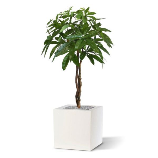 Kunstplanten Kunst Pachira bal op stam 75 cm 1