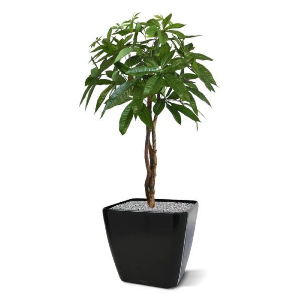 Groene kunstplanten Kunst Pachira bal op stam 75 cm 2
