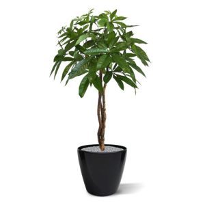 Nieuw - Kunst Pachira bal op stam 75 cm